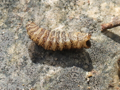 Cephenemyia phobifer