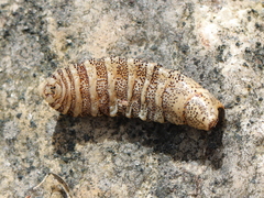 Cephenemyia phobifer