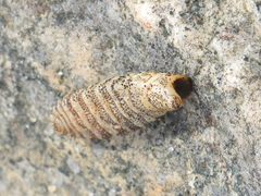 Cephenemyia phobifer