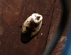 Gyna caffrorum