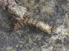 Cephenemyia phobifer