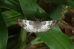 Polyctor polyctor
