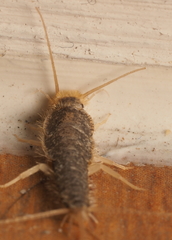 Long-tailed Silverfish