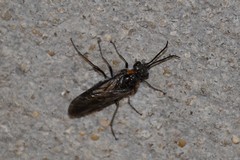 Dolerus haematodes