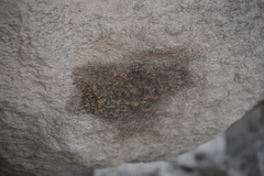 Lycalopex