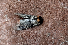 Graphelysia strigillata