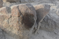 Lycalopex