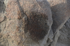 Lycalopex