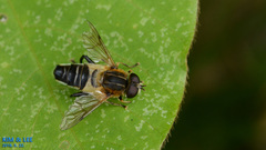Helophilus eristaloidea