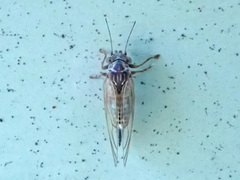 Cacopsylla melanoneura
