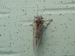 Cacopsylla melanoneura