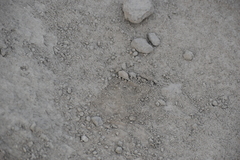 Lycalopex