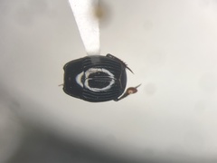 Margarinotus confusus