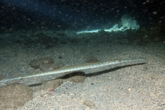 Fistularia tabacaria