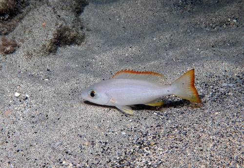 Golden African snapper (Lutjanus fulgens) — Lutjanidae — 5