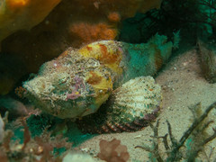 Yellowfin Scorpionfish photo 4