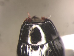 Margarinotus confusus