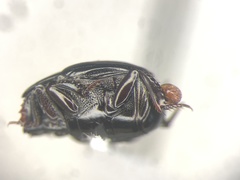 Margarinotus confusus