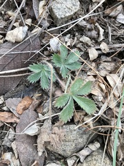 Potentilla concinna