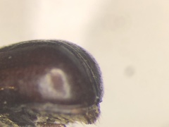 Corthylus