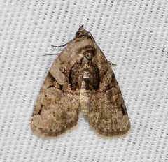 Pseudeustrotia indeterminata