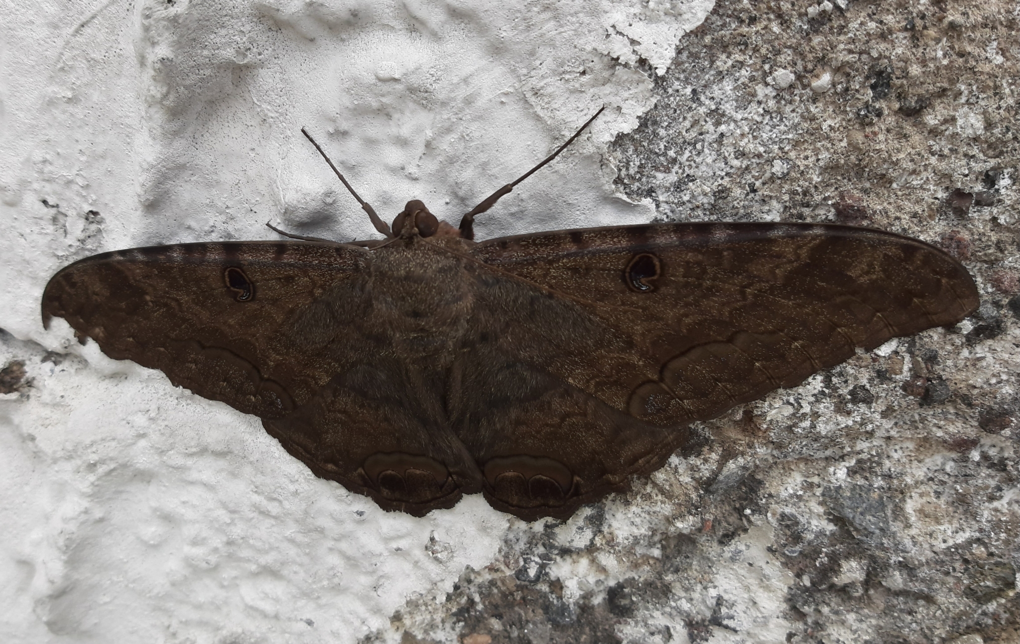 Ascalapha odorata image