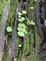 Umbilicus rupestris