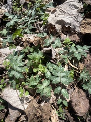 Hydrophyllum macrophyllum