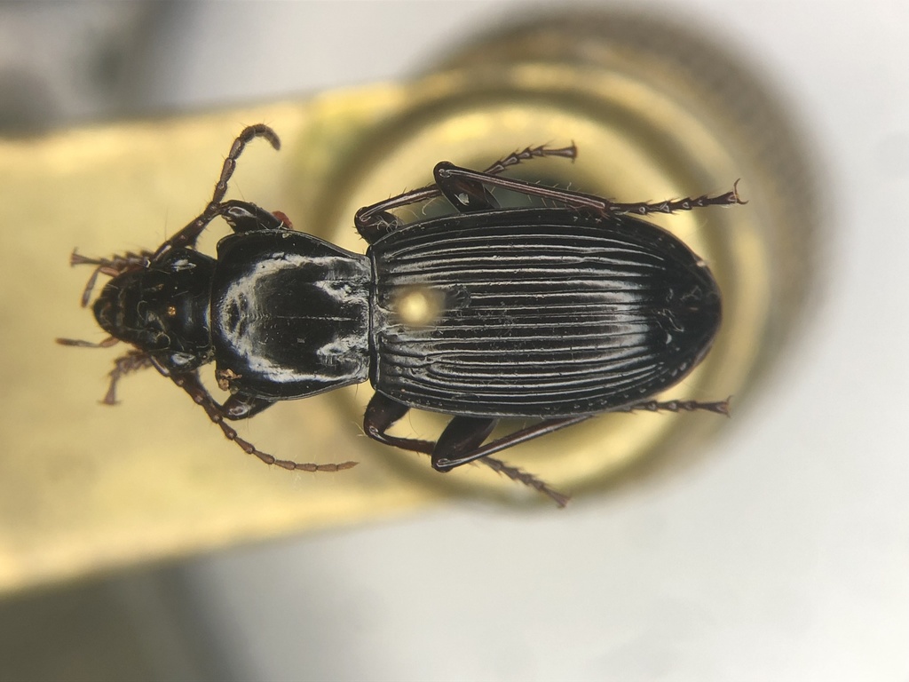 Pterostichus adoxus