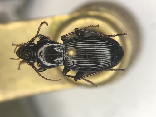 Pterostichus adoxus