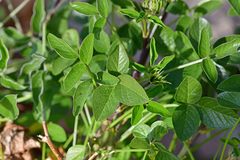 Bituminaria bituminosa