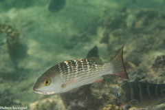 Mullet Snapper photo 4