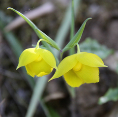 Calochortus amabilis