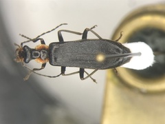 Podabrus planulus
