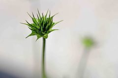 Bituminaria bituminosa