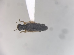 Phyllobaenus verticalis