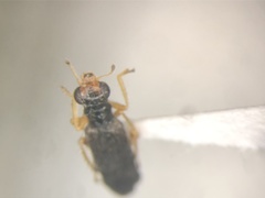 Phyllobaenus verticalis