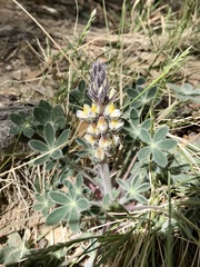 Lupinus huachucanus