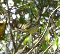 Vireo nanus