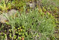 Achillea ochroleuca
