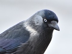Corvus monedula