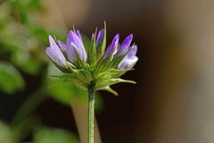 Bituminaria bituminosa