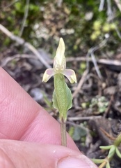 Disperis macowanii