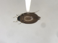 Enochrus pygmaeus