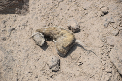 Lycalopex