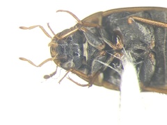 Enochrus pygmaeus