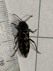 Neoclytus conjunctus