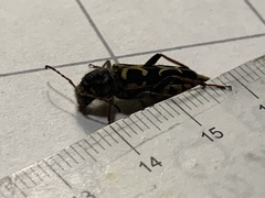 Neoclytus conjunctus