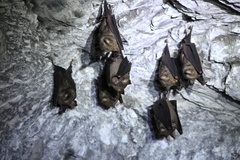 Hipposideros armiger