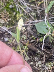 Disperis macowanii